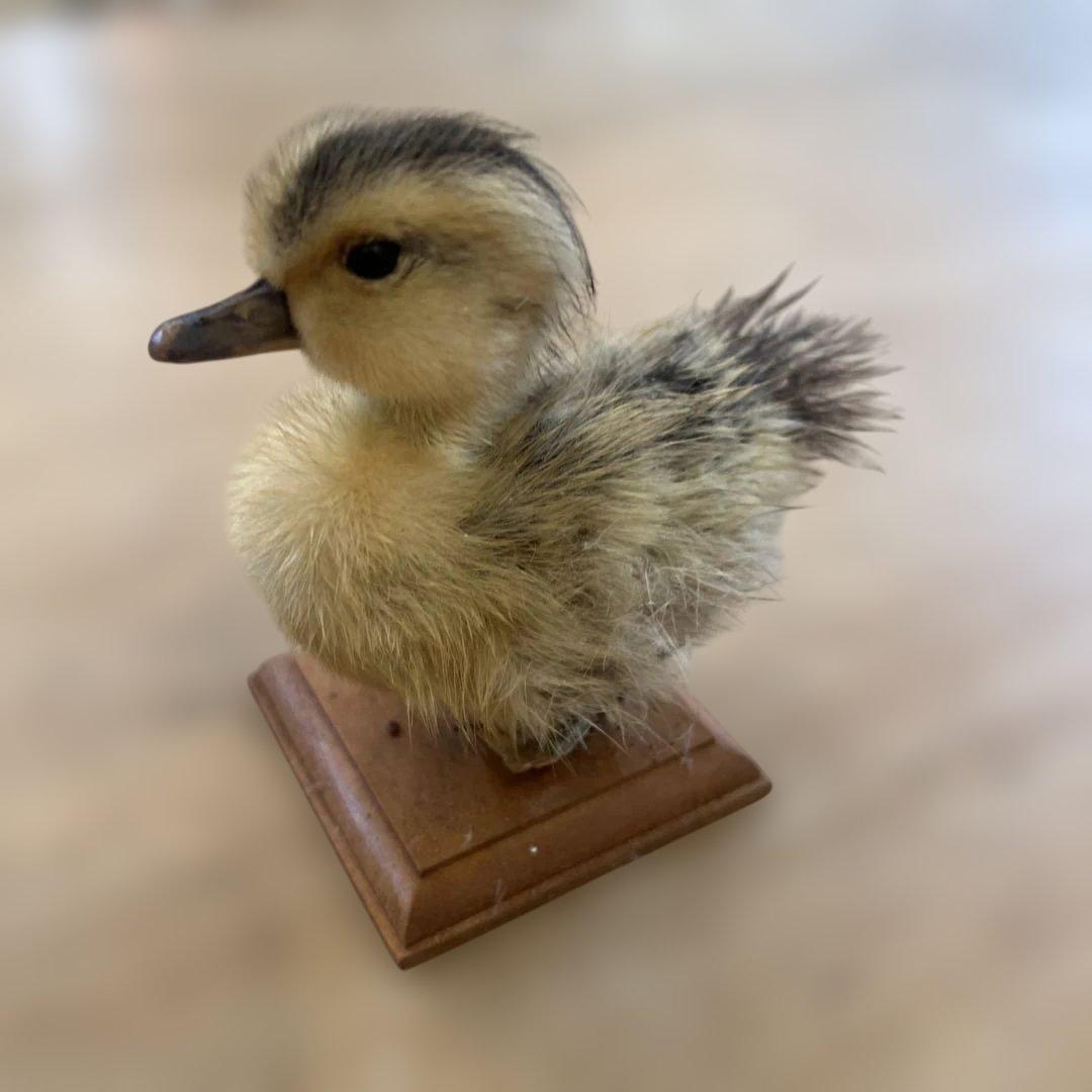 ベルギーアヒルヴィンテージ剥製