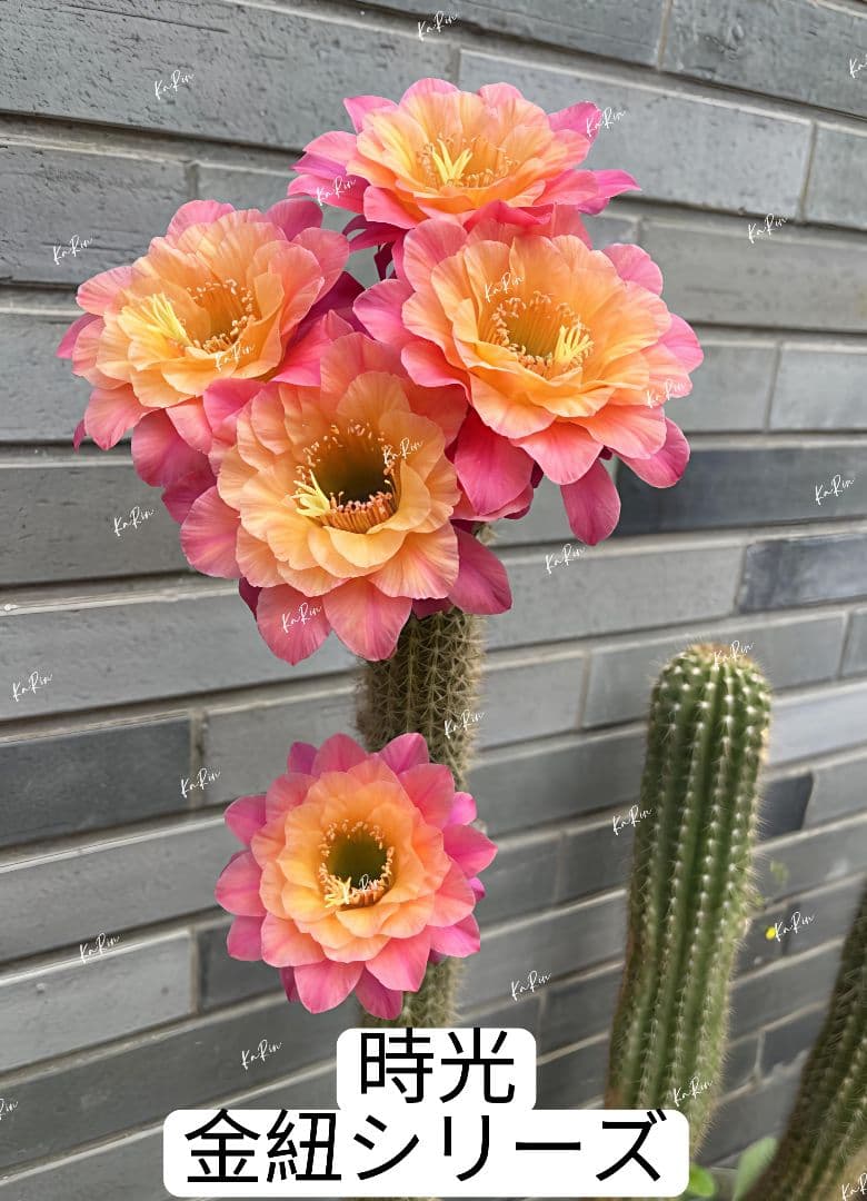 67-時光カキコ 金紐シリーズ 花サボテン柱サボテン 花サイズ10-12cm