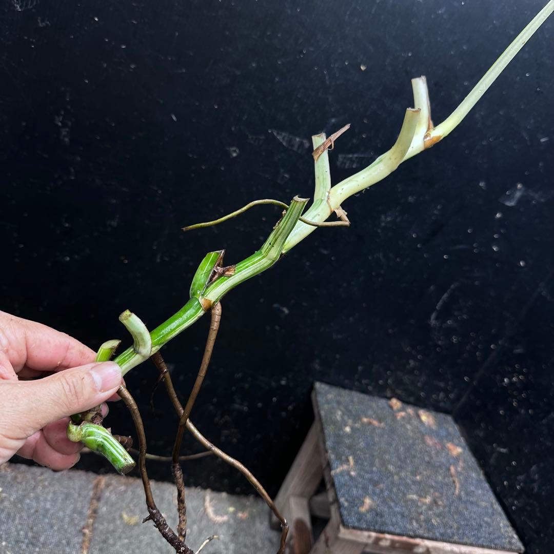 超*✿様 斑入りモンステラホワイトタイガー大茎6株おまとめ