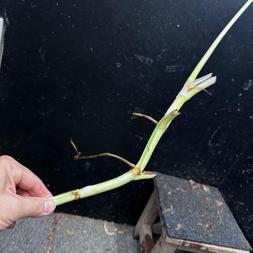 超*✿様 斑入りモンステラホワイトタイガー大茎6株おまとめ