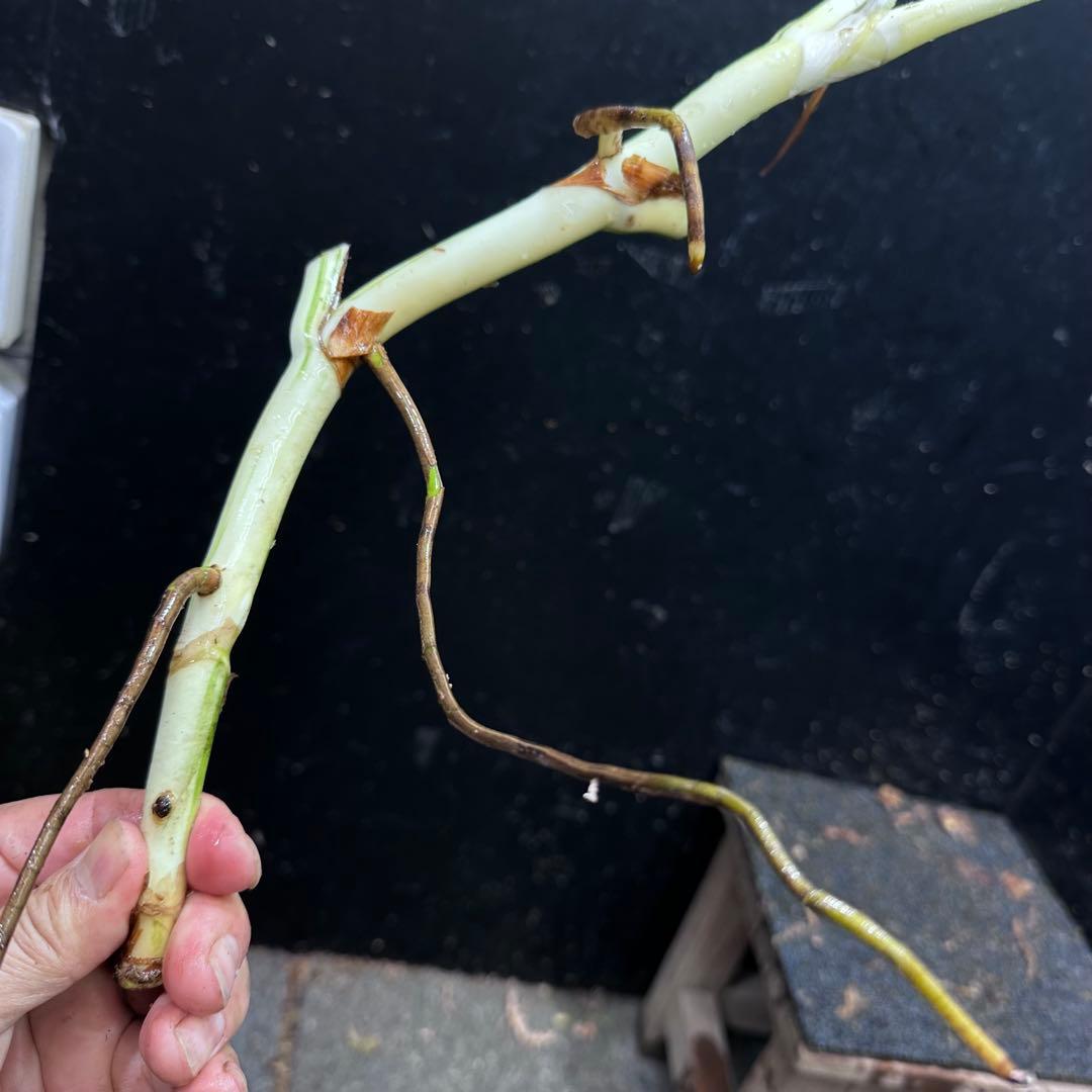 超*✿様 斑入りモンステラホワイトタイガー大茎6株おまとめ