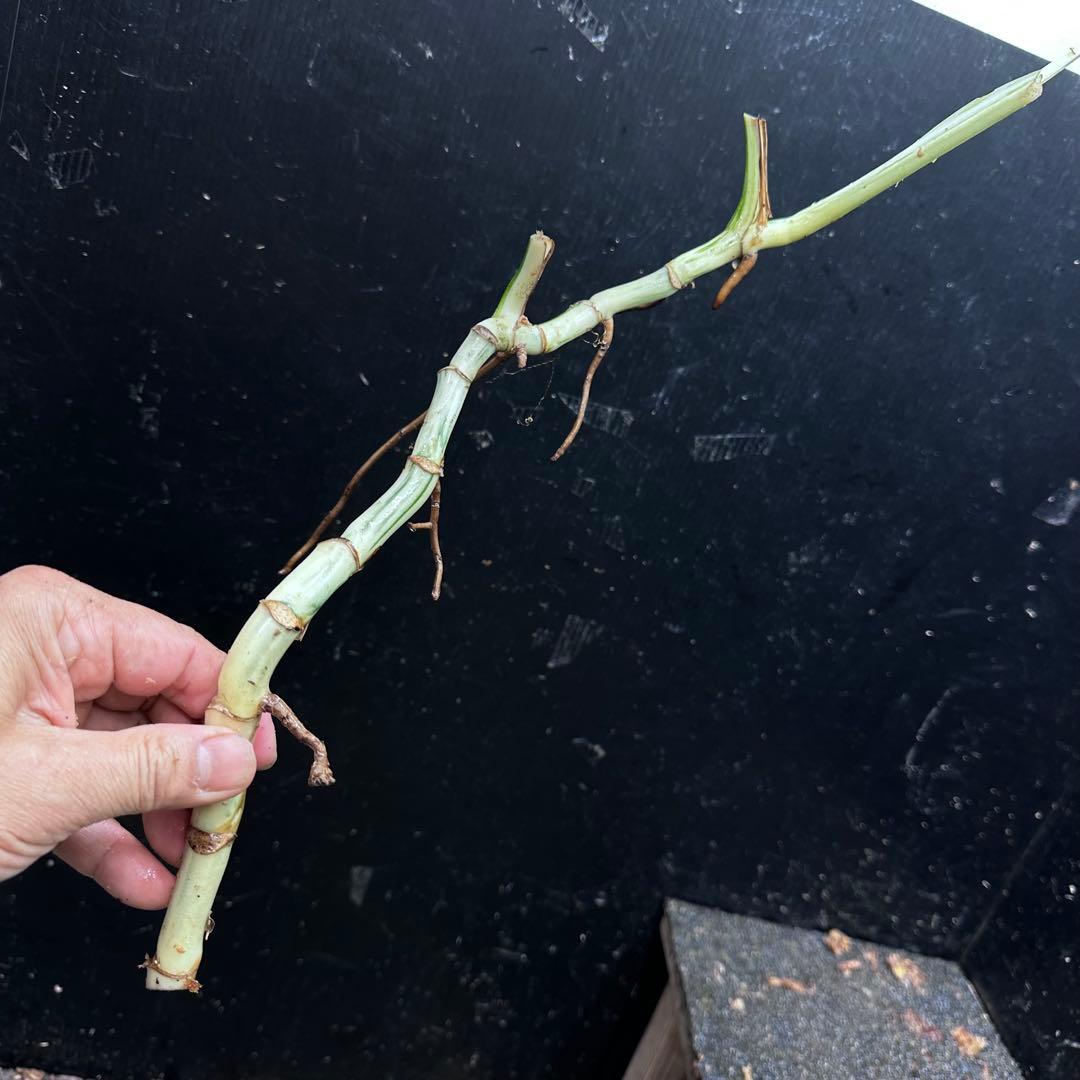 超*✿様 斑入りモンステラホワイトタイガー大茎6株おまとめ