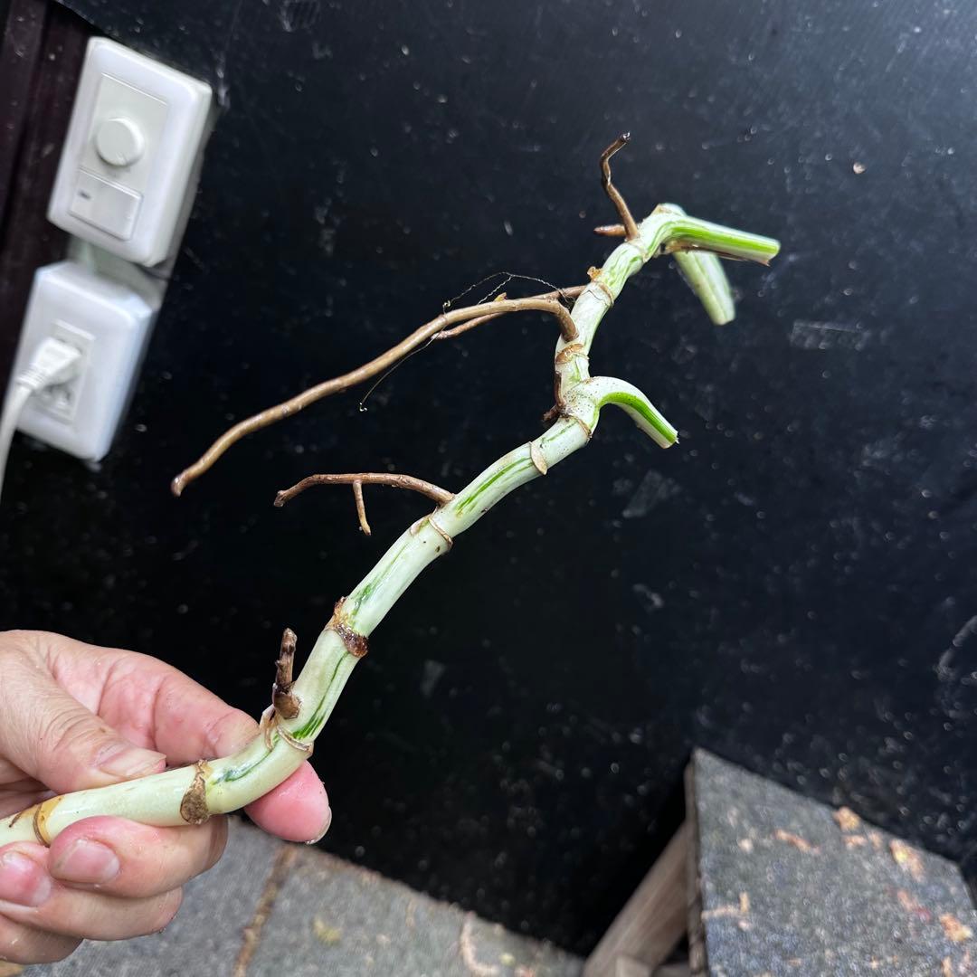 超*✿様 斑入りモンステラホワイトタイガー大茎6株おまとめ