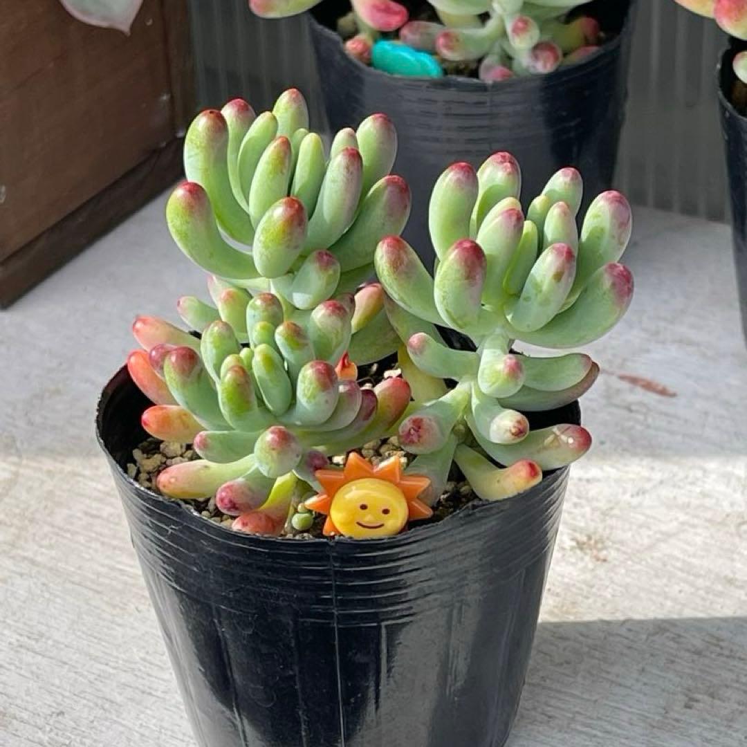 多肉植物 乙女心 抜き苗 発根済み - メルカリ