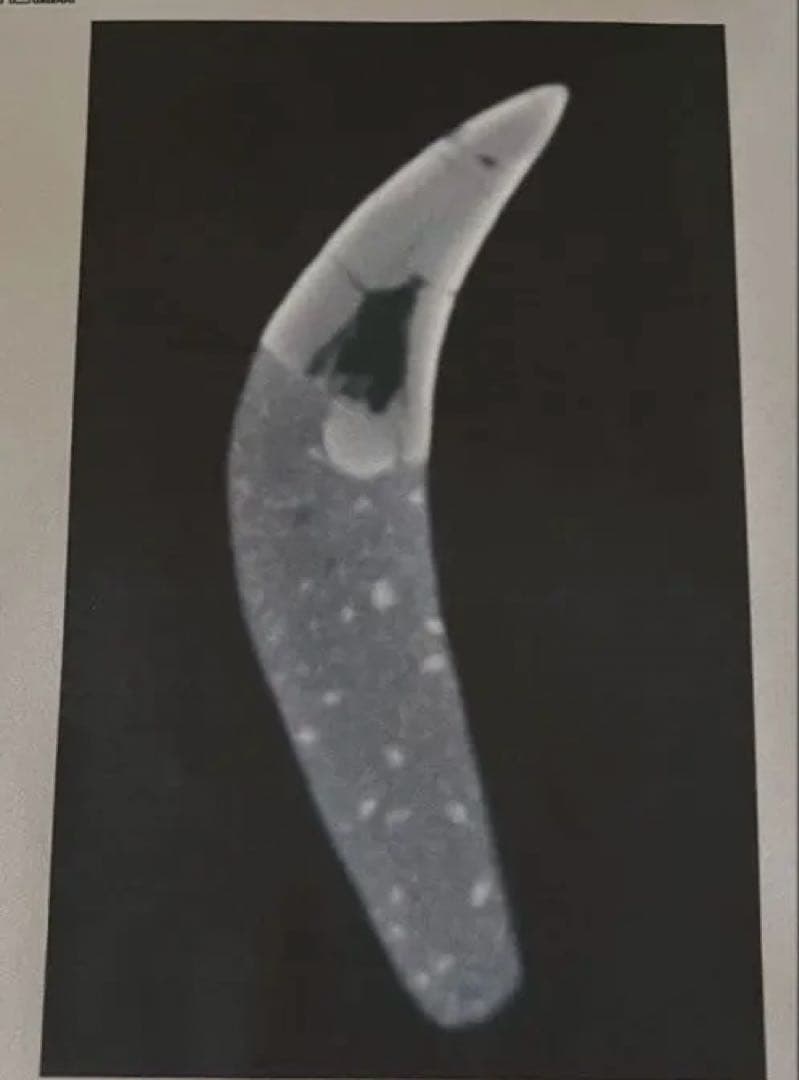 Tyrannosaurus ティラノサウルス　歯　化石　歯根　約8cm