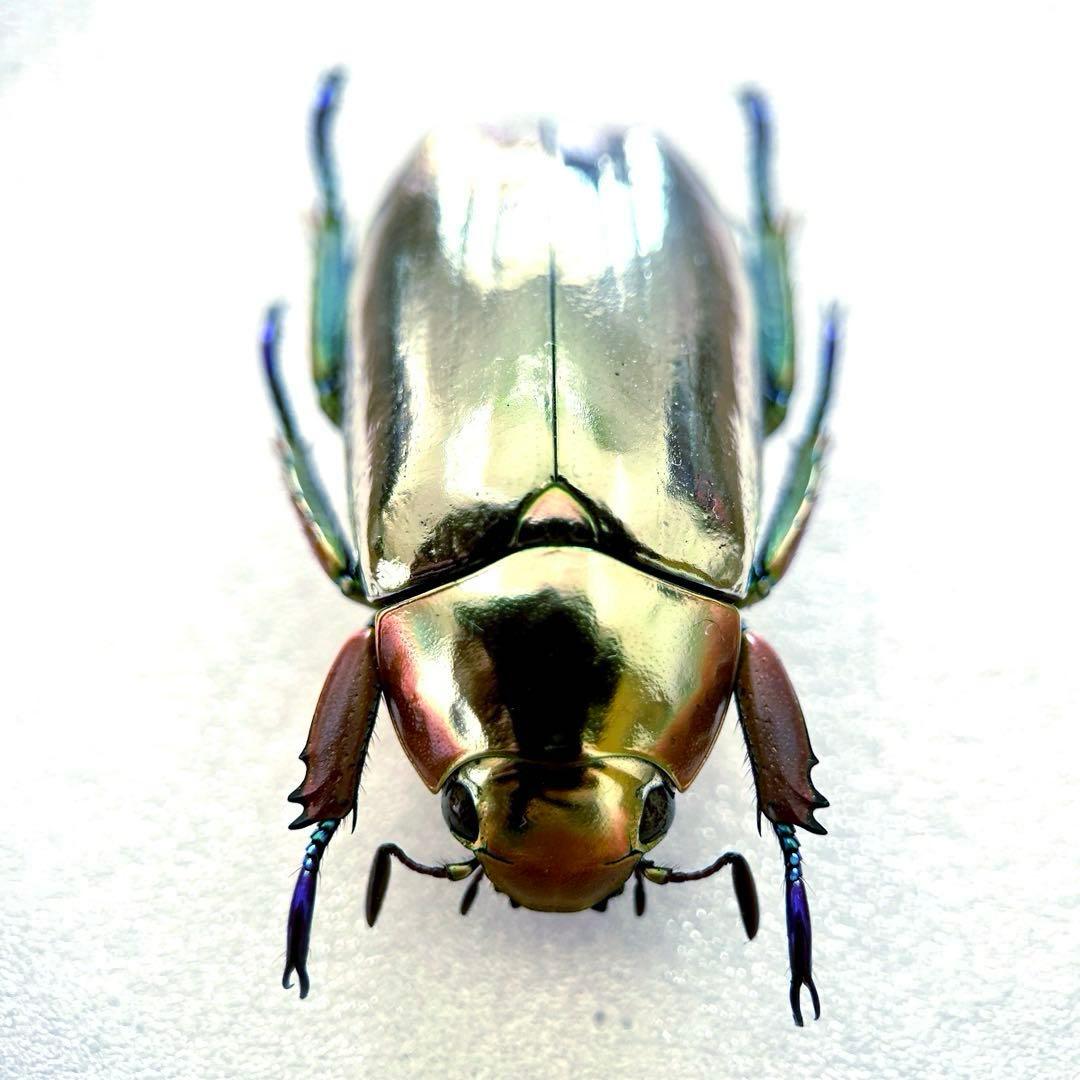 09285 美麗標本 クリサルギレアプラチナコガネ