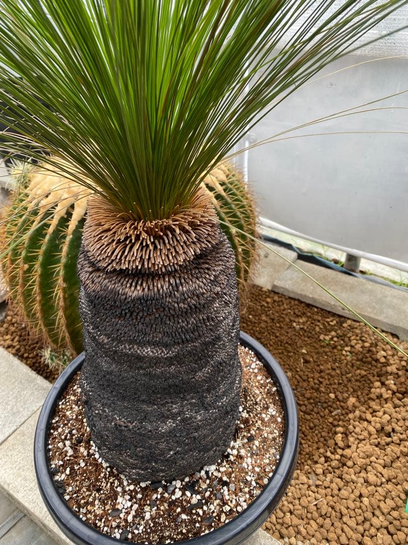 クサントロエア ジョンソニー ブラックボーイ