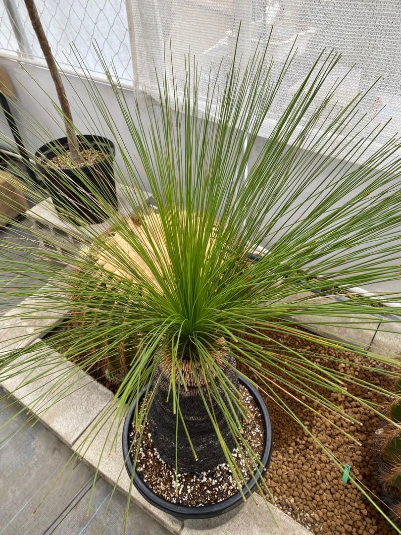 クサントロエア ジョンソニー ブラックボーイ