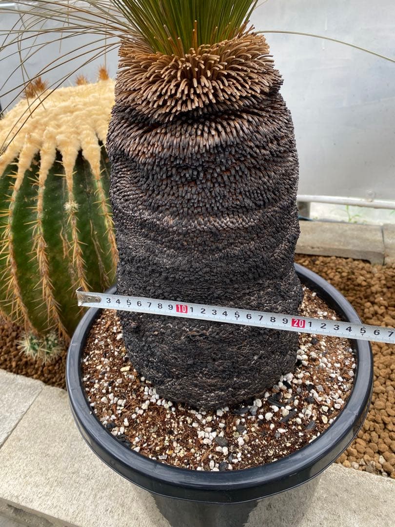 クサントロエア ジョンソニー ブラックボーイ