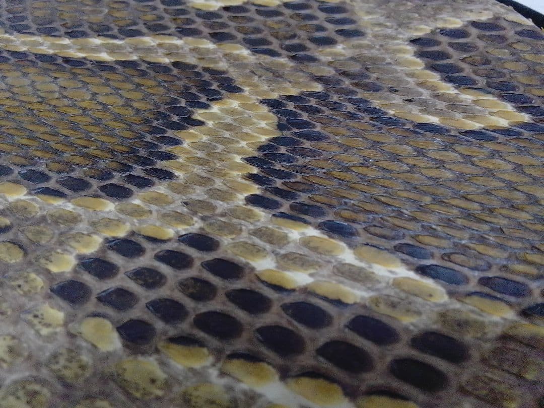 沖縄三線 本皮 強化張り 蛇皮 バッグ付 琉球 和楽器 本体