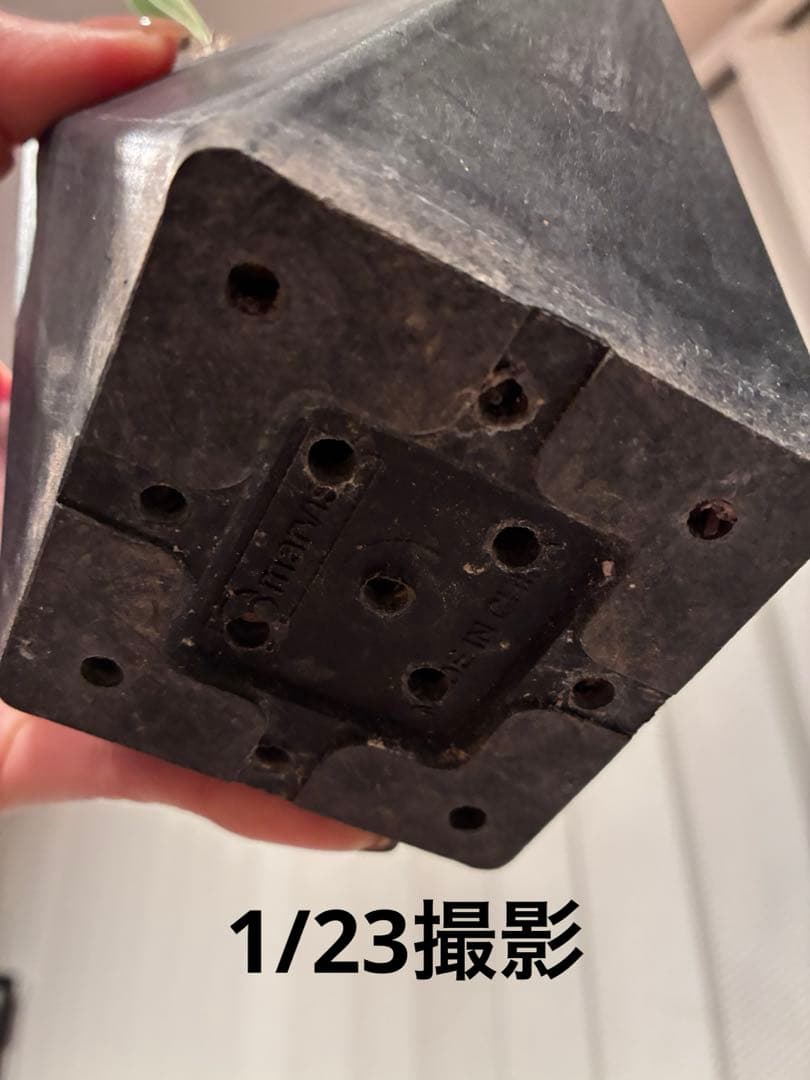 パキポディウム 恵比寿大黒　多頭