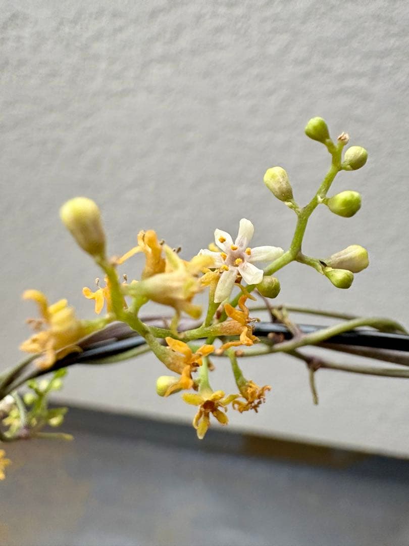 【伊右衛門】亀甲竜二株セット　ベアルート　発芽済み　鉢ごと