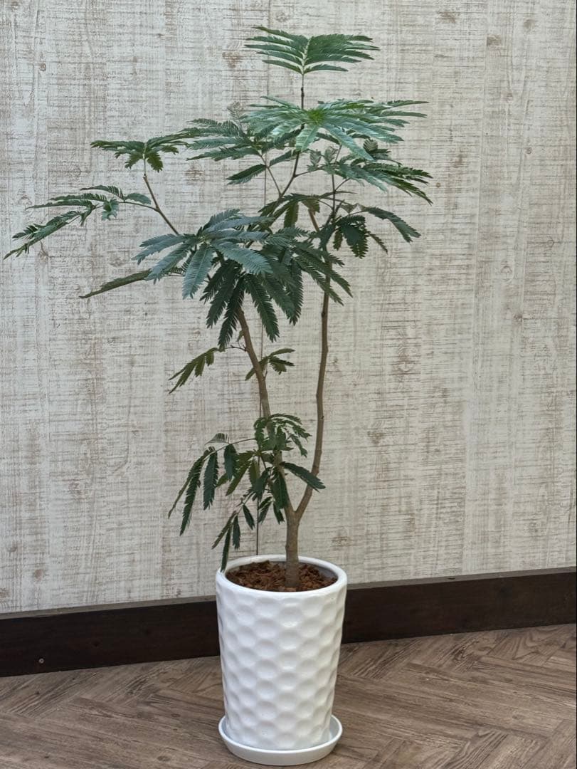 エバーフレッシュ♪ 112cm ホワイト陶器♪