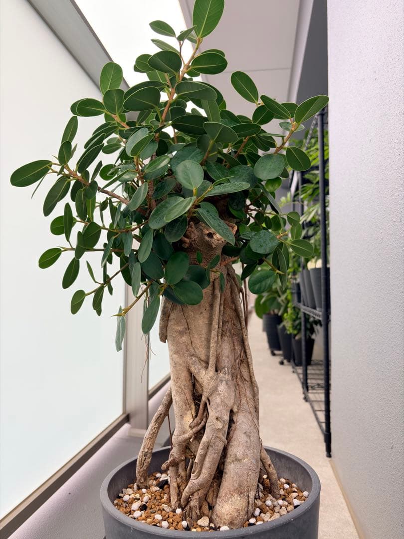 パンダガジュマル