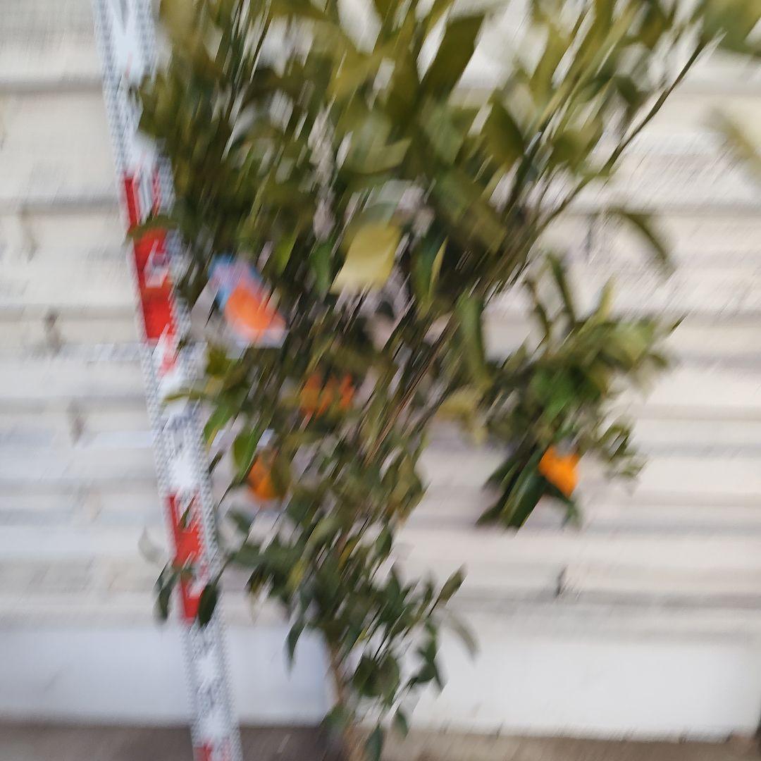 がんもさま専用出品 不知火 3年生 実つき！ 大苗