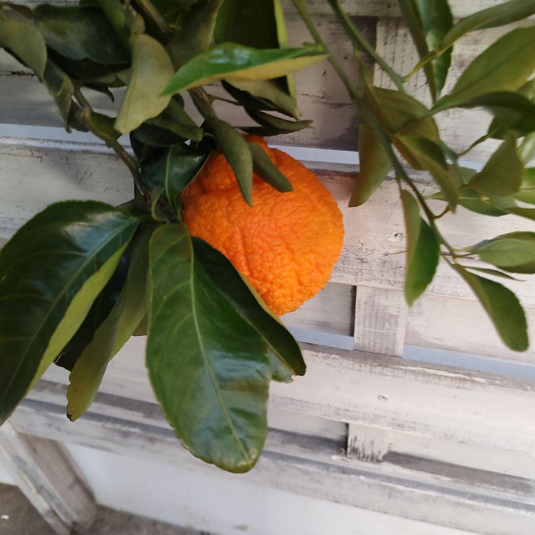 がんもさま専用出品 不知火 3年生 実つき！ 大苗