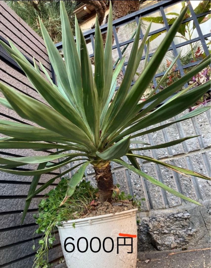 ユッカグロリオサ 10株セット＋大株3株