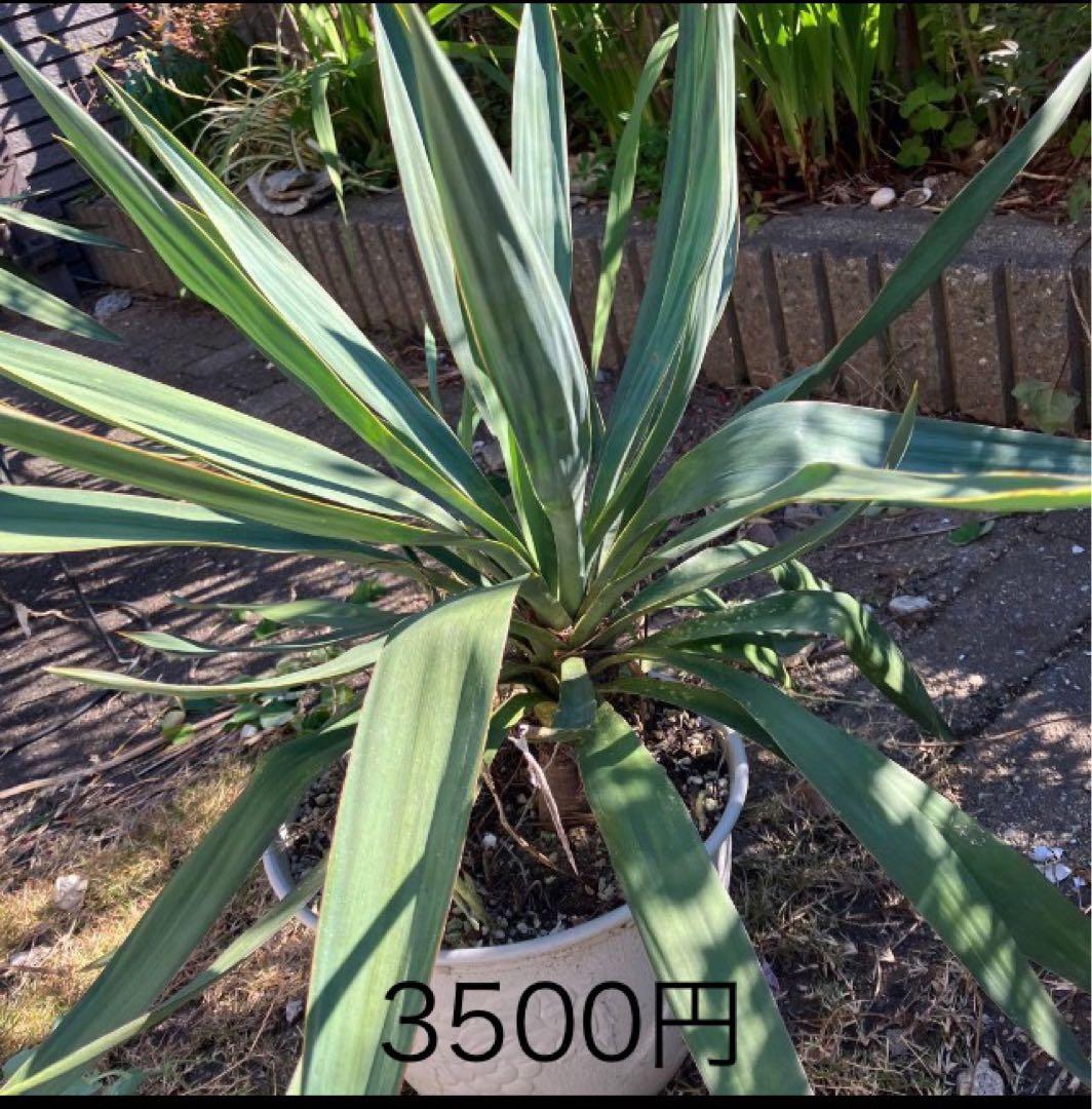 ユッカグロリオサ 10株セット＋大株3株