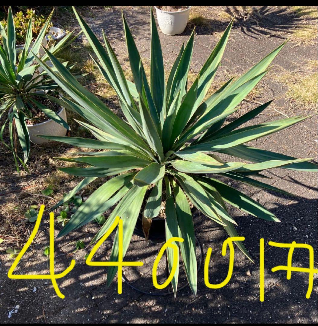 ユッカグロリオサ 10株セット＋大株3株