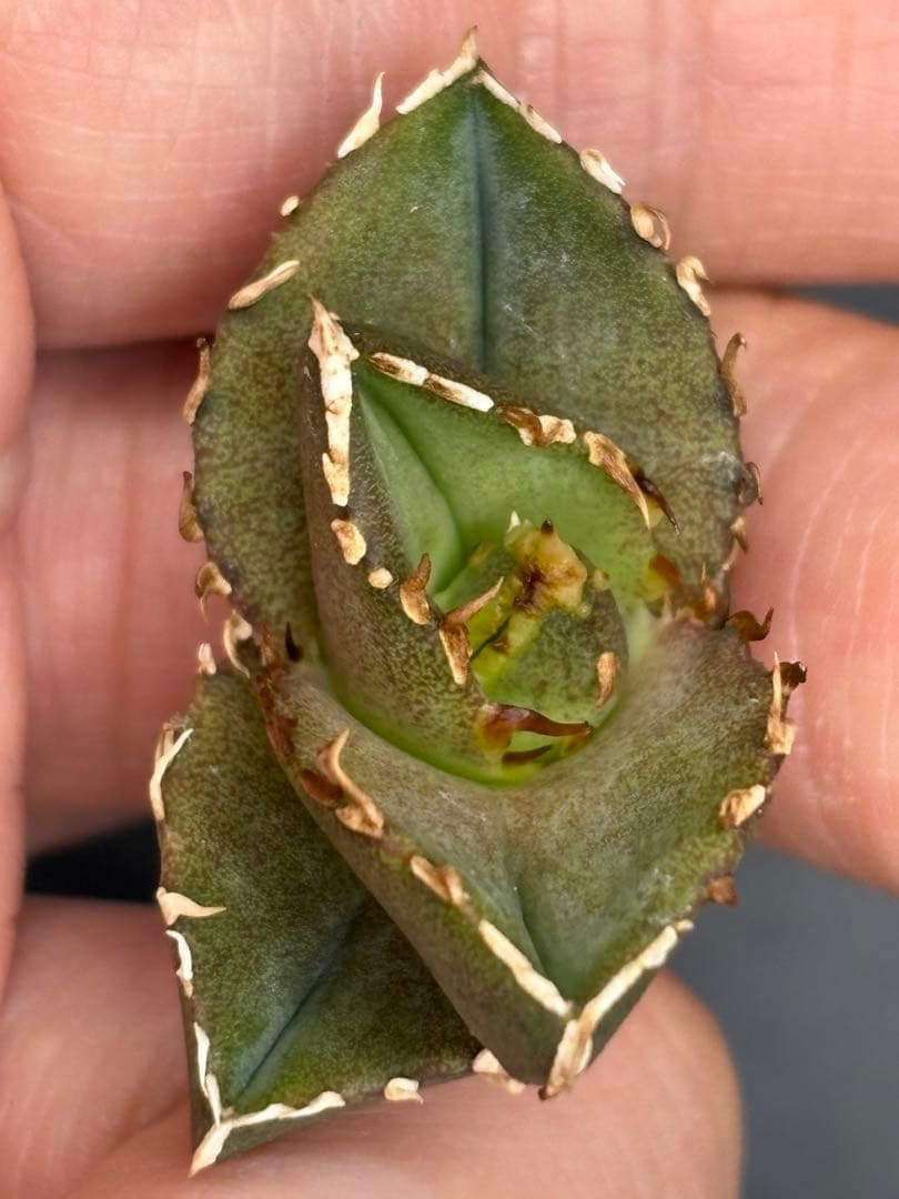 アガベ　オテロイ実生　ぶつぶつ実生と育苗箱ごと　イラン産シャーク種子