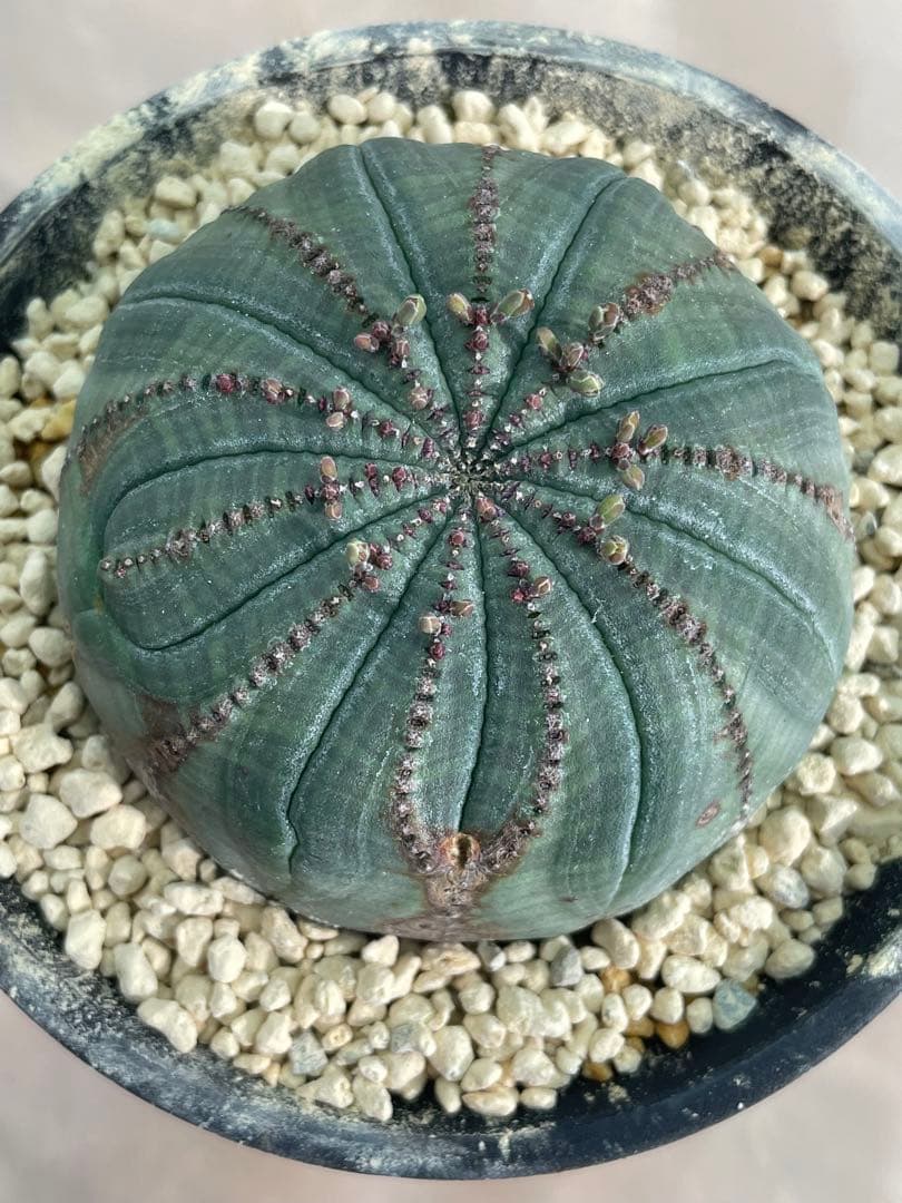 h*i様 シンメトリカ 巨大 8センチ株 5号 下部木質化 扁平