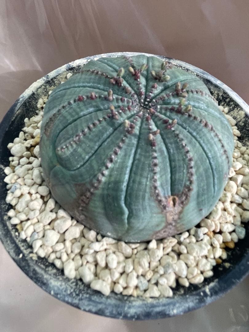 h*i様 シンメトリカ 巨大 8センチ株 5号 下部木質化 扁平