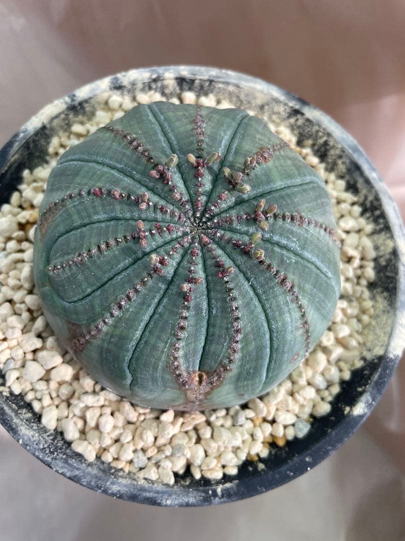 h*i様 シンメトリカ 巨大 8センチ株 5号 下部木質化 扁平