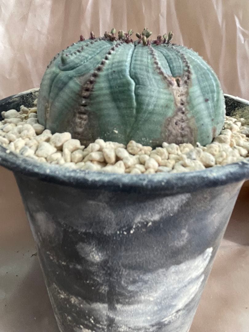 h*i様 シンメトリカ 巨大 8センチ株 5号 下部木質化 扁平