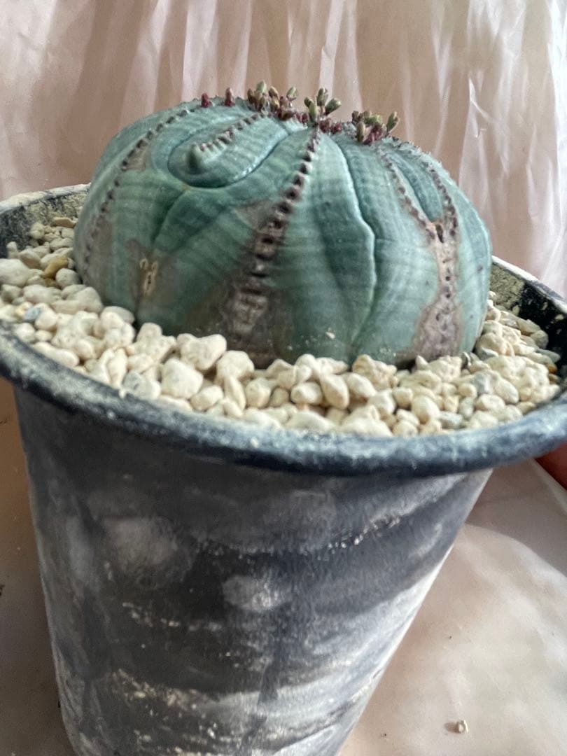 h*i様 シンメトリカ 巨大 8センチ株 5号 下部木質化 扁平