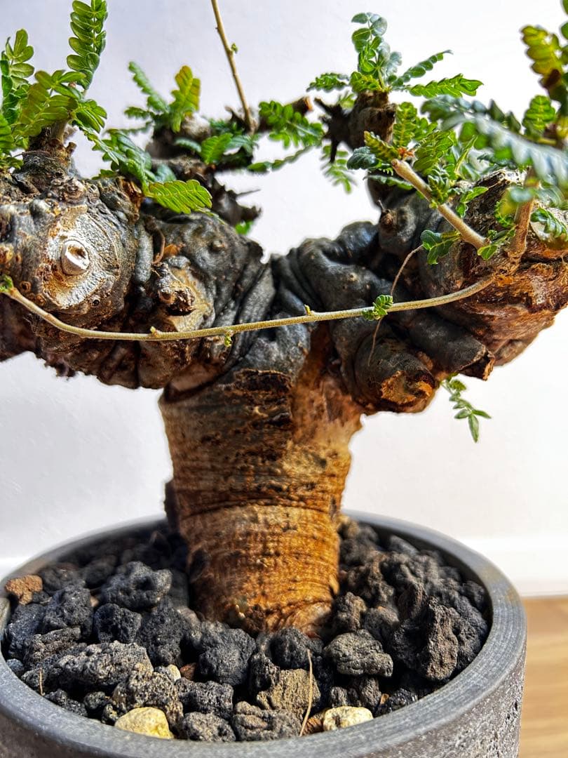 【発根済】ボスウェリア ネグレクタ