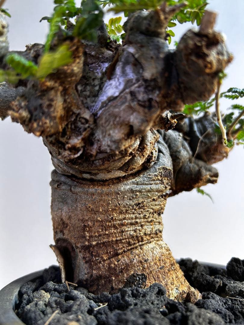 【発根済】ボスウェリア ネグレクタ