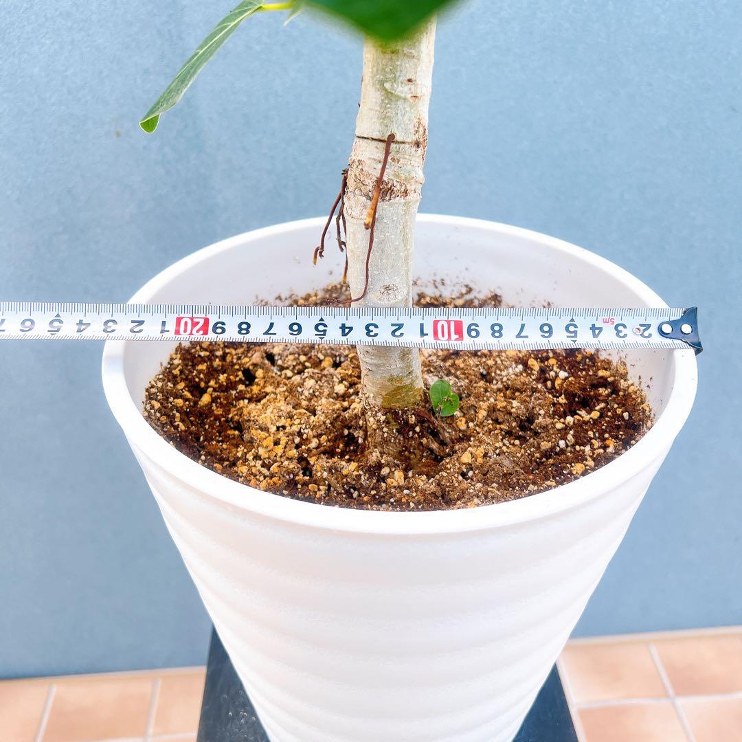 現品 フィカス ゴムの木 ベンガレンシス 34番 インテリアグリーン 観葉