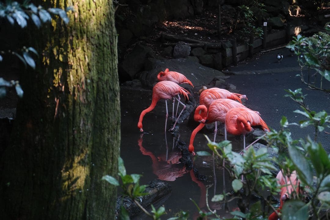 FUJIFILM X-E4 シルバー本体➕レンズ 2個