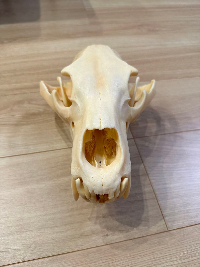 ヒグマ頭骨 書類付き エゾヒグマ 骨格 標本 頭骨 - メルカリ
