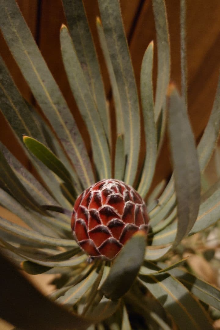 プロテア エクリプス 7号（バンクシア、グレビレア、リューカデンドロン）