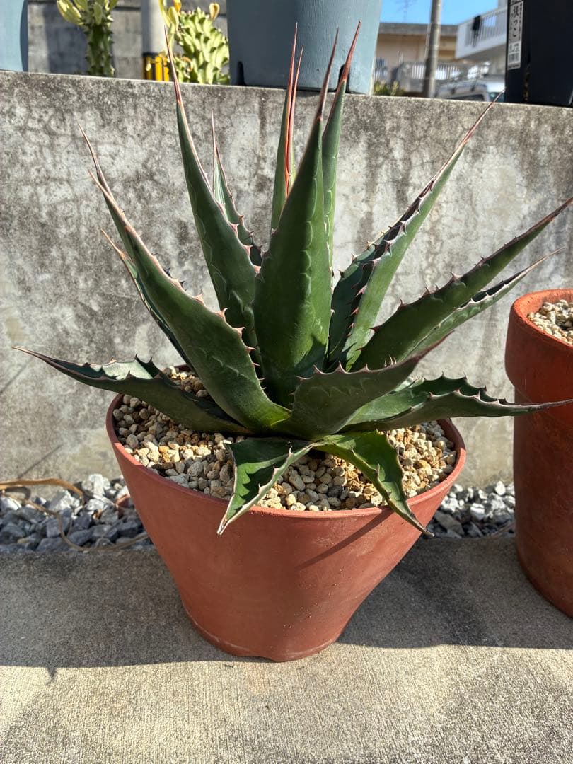 アガベ モンタナ - メルカリ