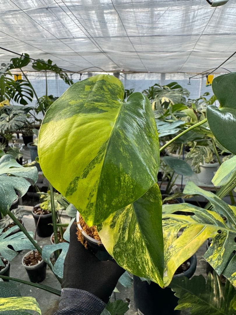 12モンステラ　イエローマリリン　黄斑入り