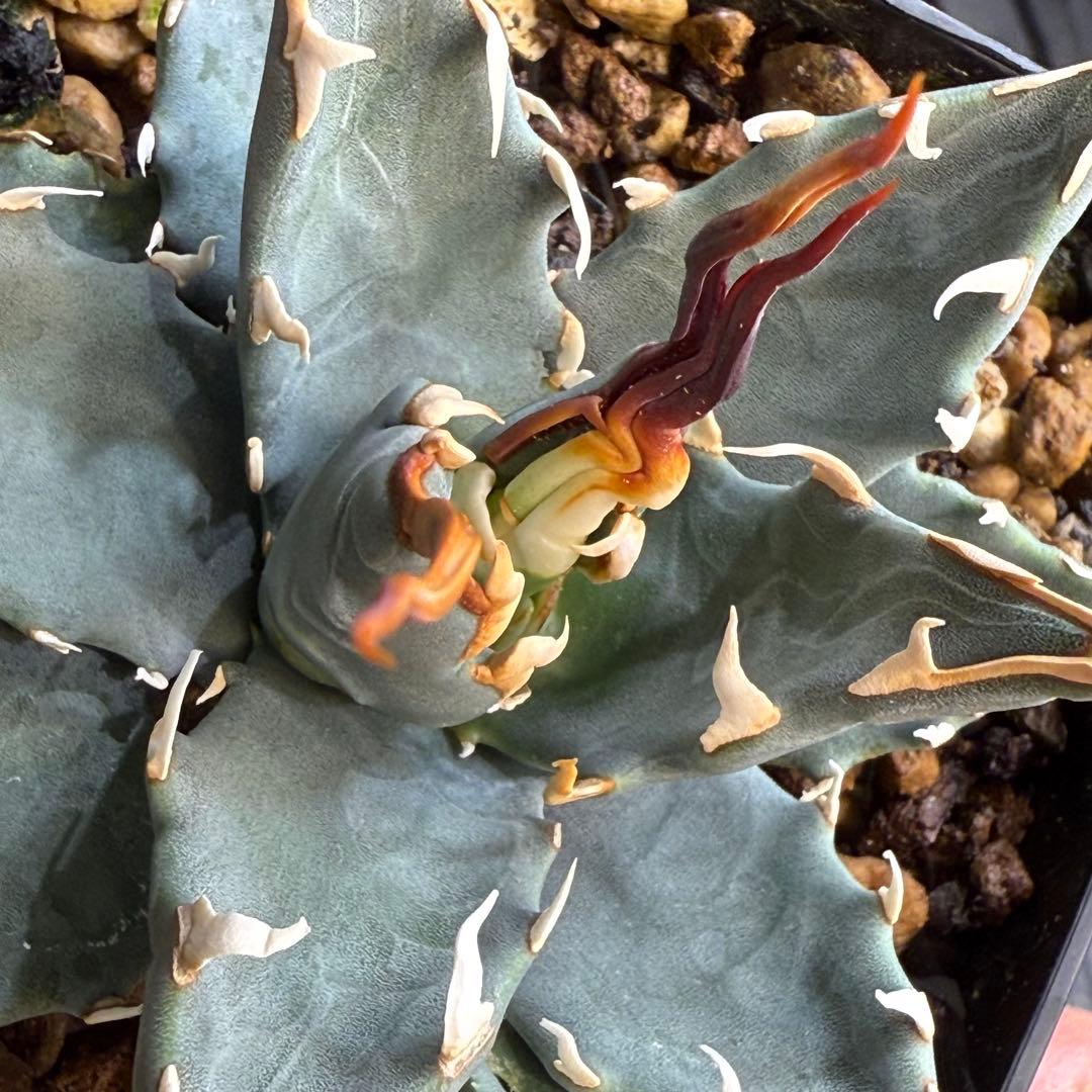 R*r様 子株販売　超陽炎　実生株　ブルー葉　アガベ　ユタエンシス　エボリスピナ