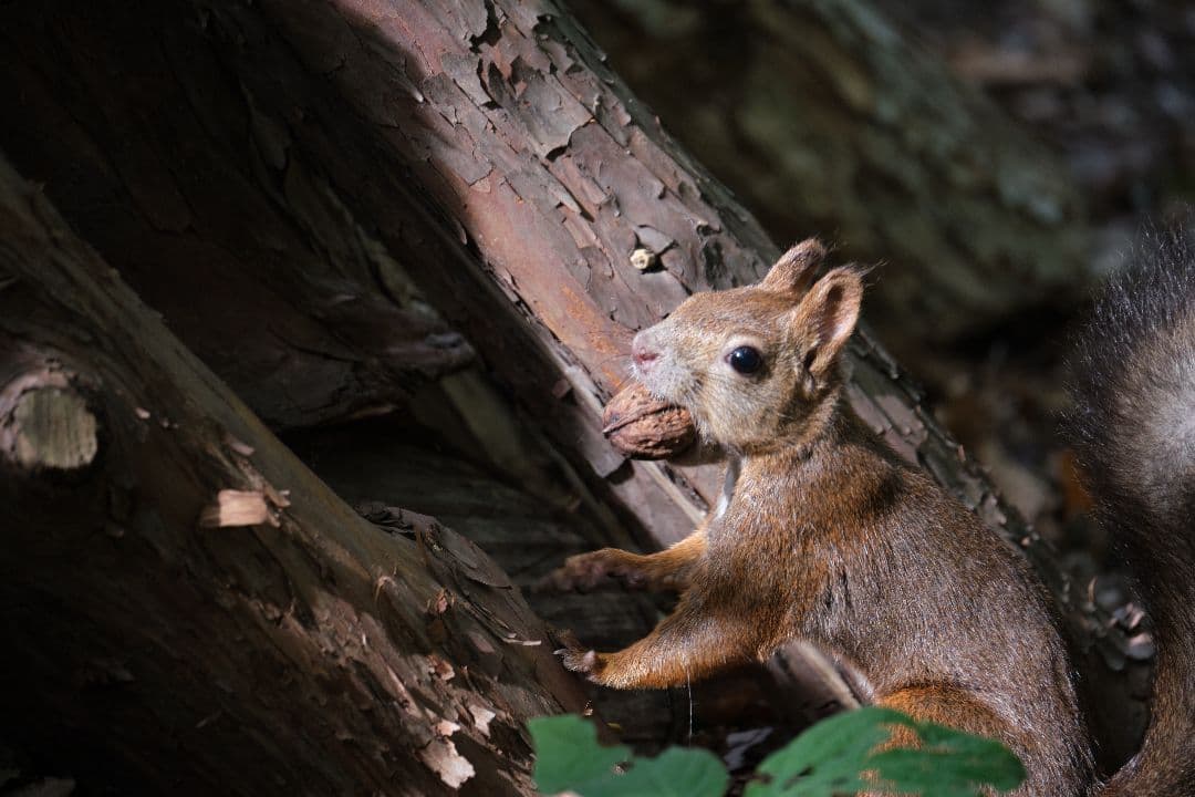 ミ*ン様 富士フィルム XF 100-400mm F4.5-5.6 R LM O
