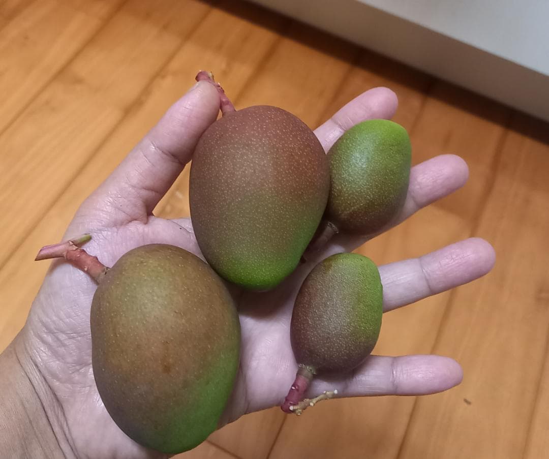 マンゴー+摘果 / 22 kg including box