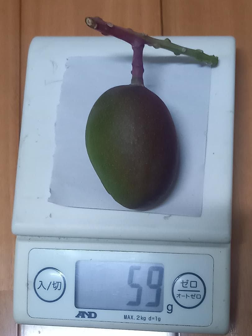 マンゴー+摘果 / 22 kg including box