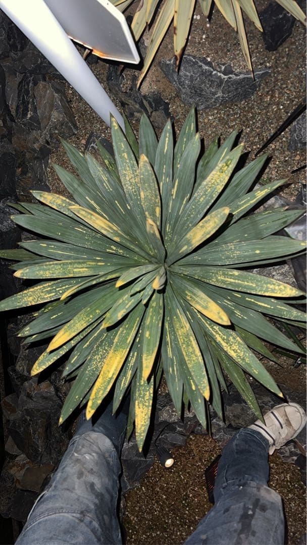 グロリオサ 散り斑　ユッカ