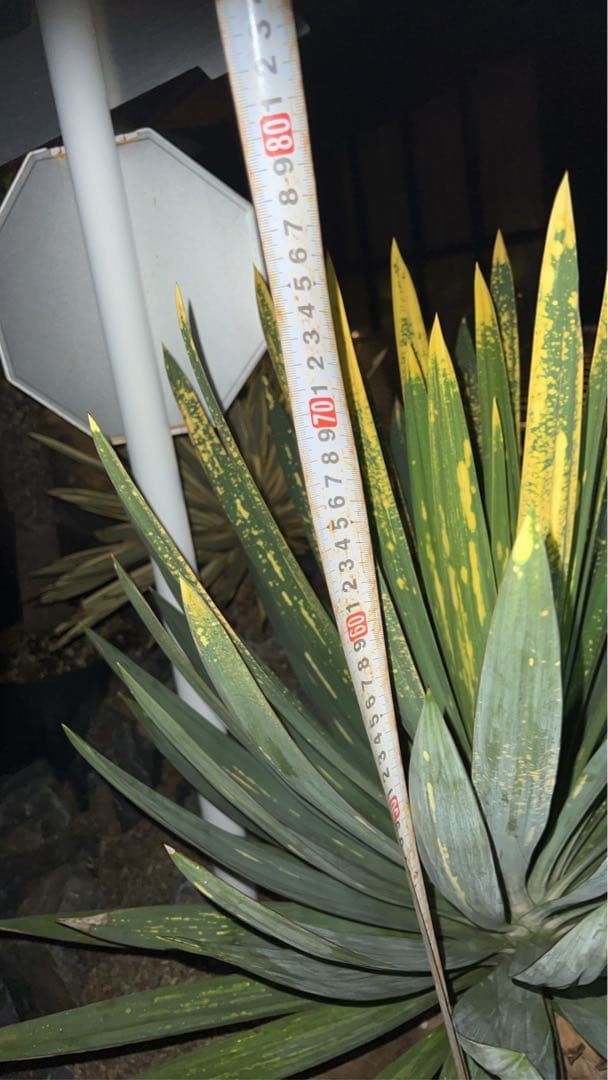 グロリオサ 散り斑　ユッカ