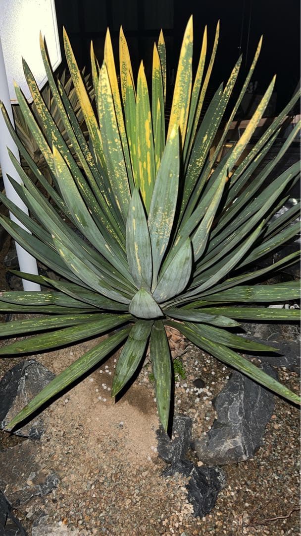 グロリオサ 散り斑　ユッカ