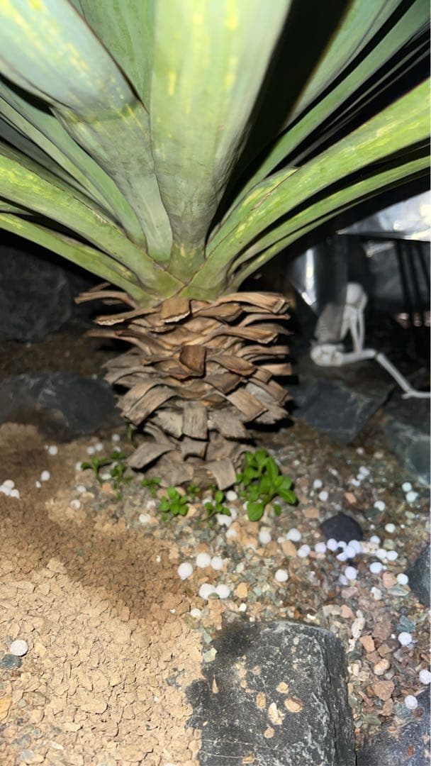 グロリオサ 散り斑　ユッカ