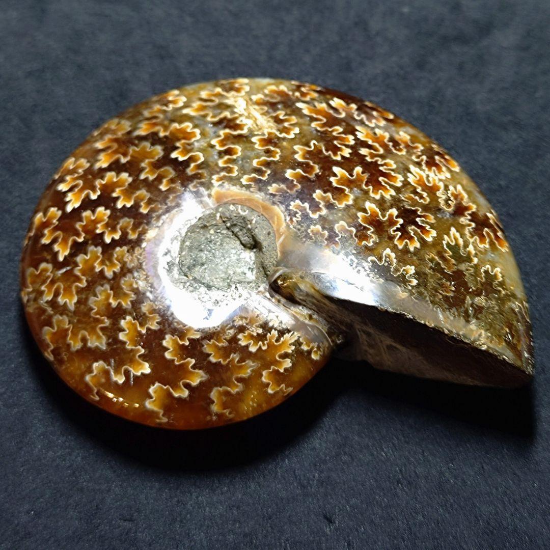 ★アンモナイト小物入れ 138.0gB(SA+)