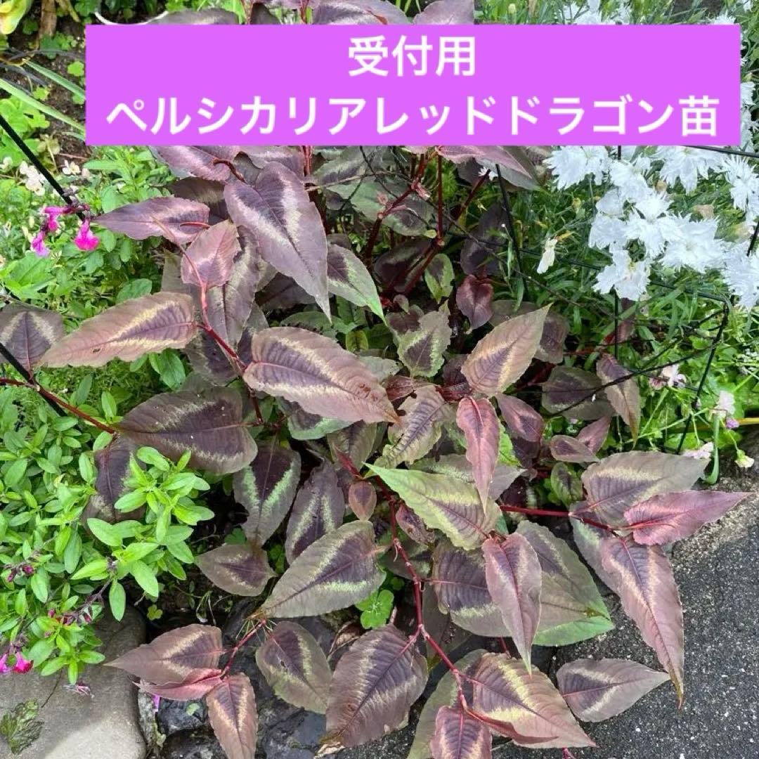 受付用　ペルシカリアレッドドラゴン苗