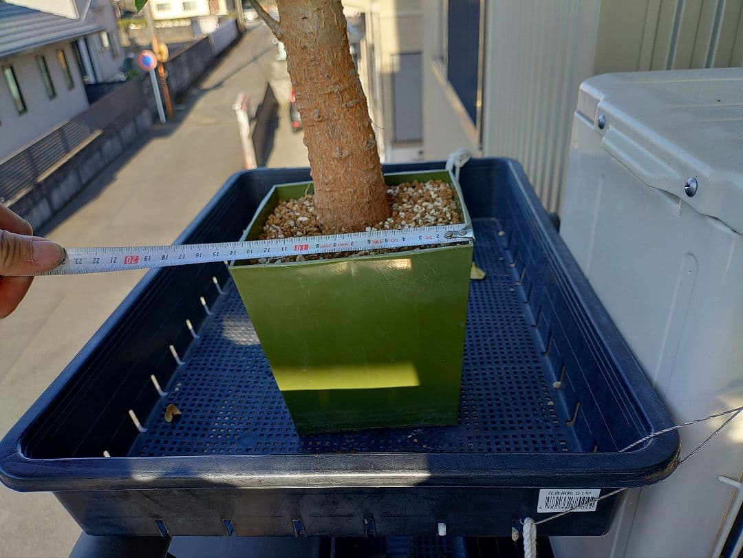 バオバブの木　アダンソニアディギタータ