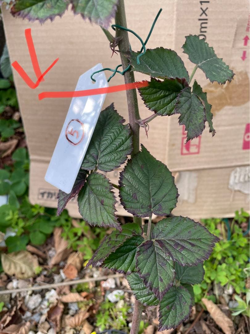 【Ryutaro】ブラックベリートリプルクラウン　取り木苗　20株