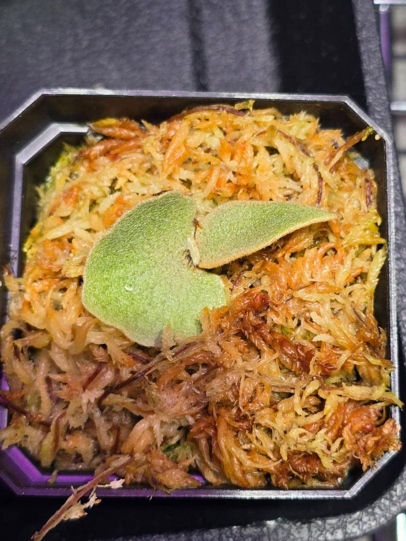 ビカクシダ P. willinckii 'nano' pup OC